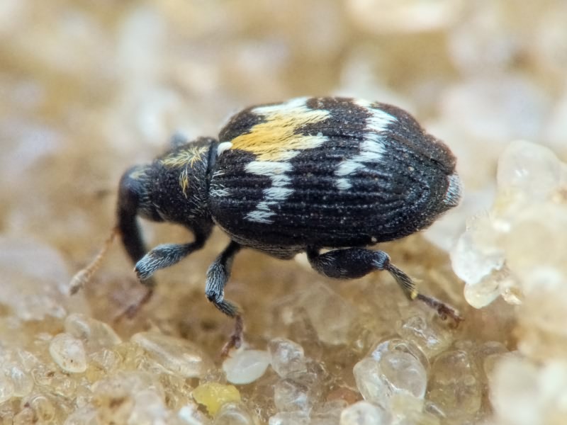 Tachyerges salicis (Linnaeus, 1758)